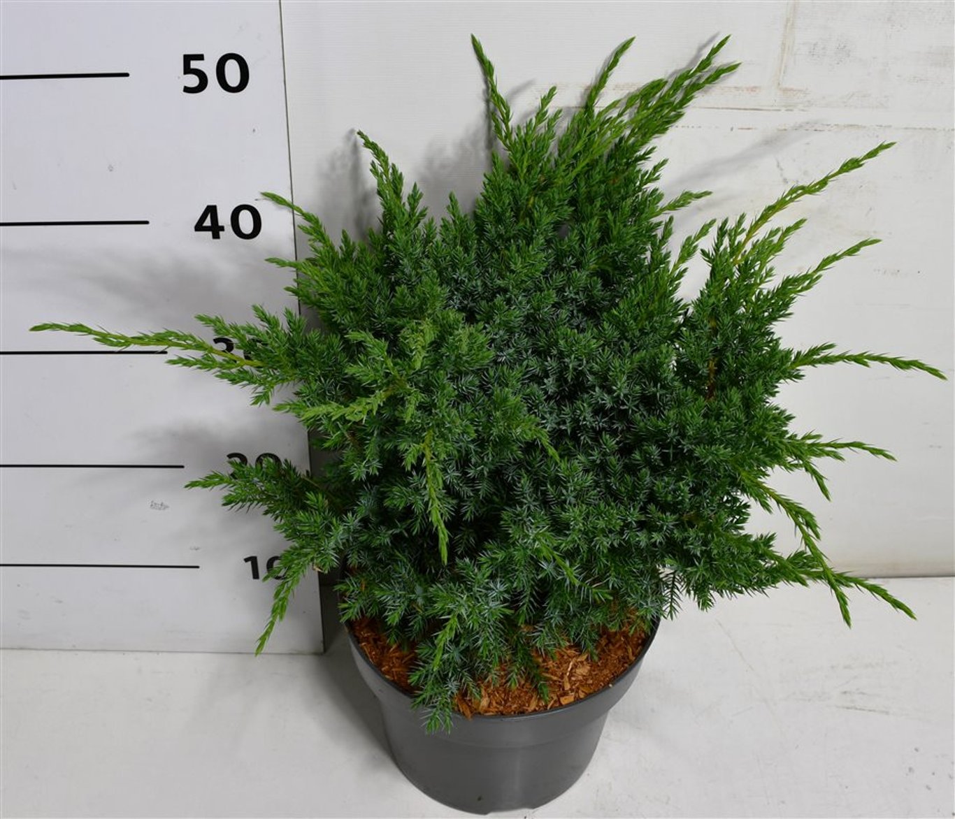 Juniperus squamata 'Blue Swede' - C5 30-40 CM